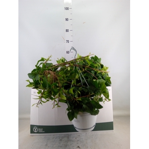 Hedera helix 'Mein Herz'