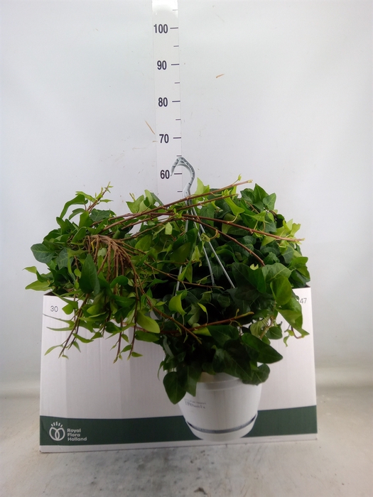 <h4>Hedera helix 'Mein Herz'</h4>