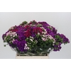Dianthus Br Gemengd