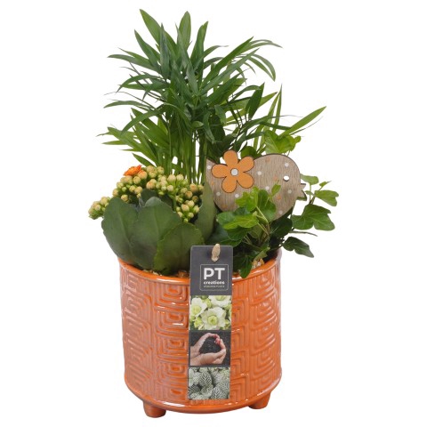 <h4>PTIB6479 Arrangementen kamerplanten</h4>
