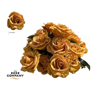 Rosa Ec Combo