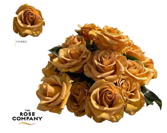 <h4>Rosa Ec Combo</h4>