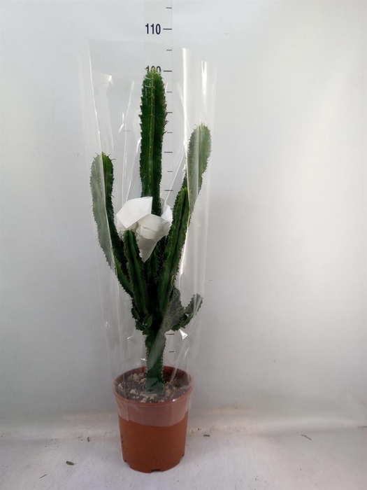 <h4>Euphorbia ingens</h4>