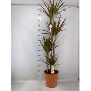 Dracaena marg. 'Magenta'