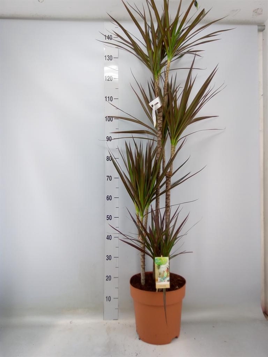 <h4>Dracaena marg. 'Magenta'</h4>