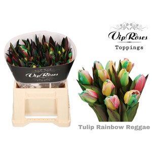 Tu En Vip Rainbow Reggae