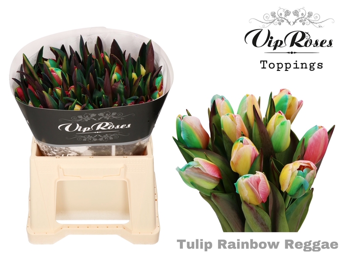 <h4>Tu En Vip Rainbow Reggae</h4>