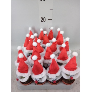 Cactus   ...decorated