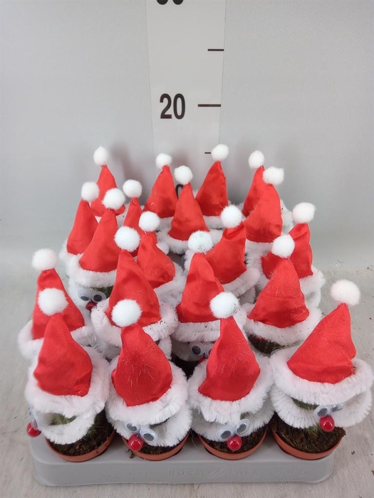 <h4>Cactus   ...decorated</h4>