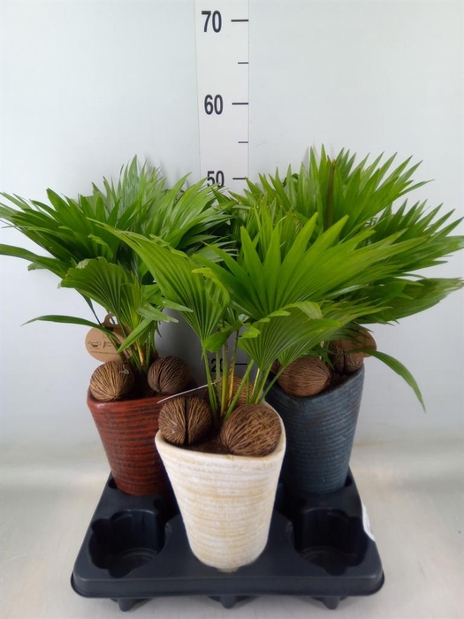 <h4>Livistona rotundifolia</h4>