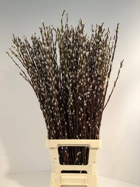 <h4>SALIX WILGENKATJES</h4>