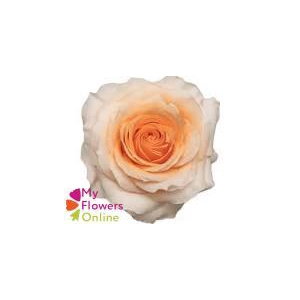 R Gr Felicity Peach 40cm EC