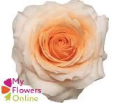 <h4>R Gr Felicity Peach 40cm EC</h4>