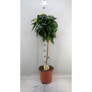 Hibiscus rosa-sin. 'Sunny Roma'