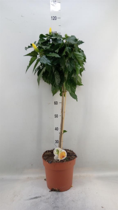 <h4>Hibiscus rosa-sin. 'Sunny Roma'</h4>