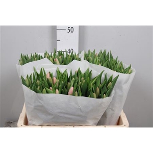 Tulipa EN 'Tresor'