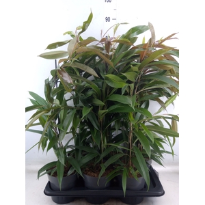 Ficus binn. 'Amstel King'