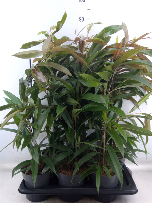<h4>Ficus binn. 'Amstel King'</h4>