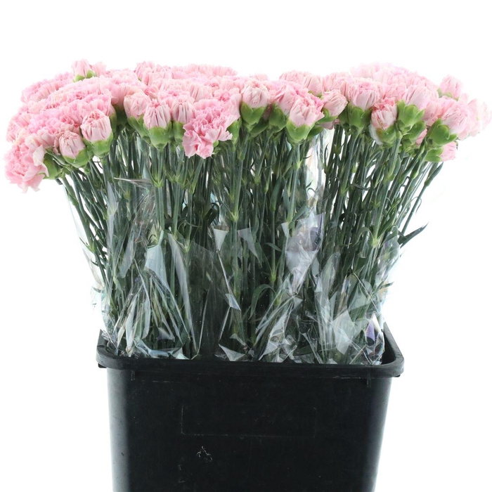 <h4>Di St Doncel X 160</h4>