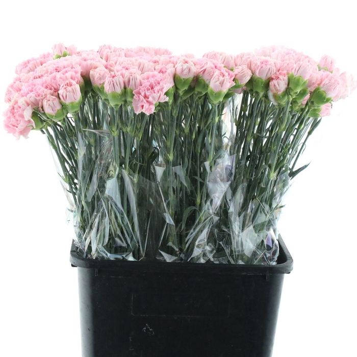 <h4>Di St Doncel X 160</h4>