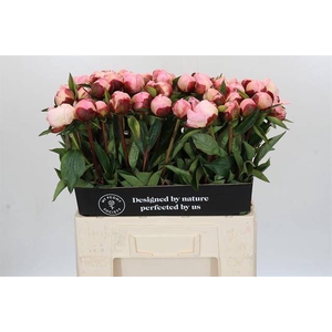 Paeonia gardenia