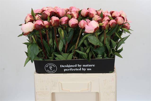 <h4>Paeonia gardenia</h4>