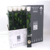Rosa Preserved Stem 50cm Angelical White