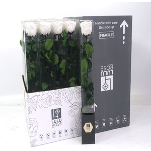 Rosa Preserved Stem 50cm Angelical White