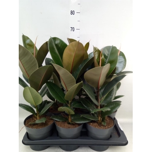 Ficus elastica 'Robusta'