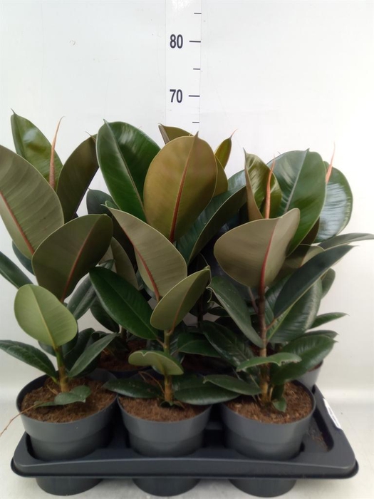 <h4>Ficus elastica 'Robusta'</h4>