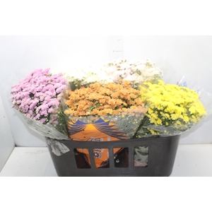 CRISANTEMO BOLA BELGA JASODA P15 VARIADO