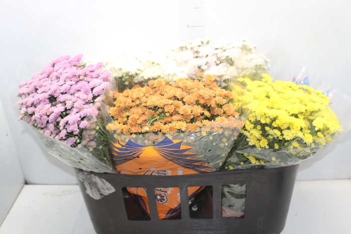 <h4>CRISANTEMO BOLA BELGA JASODA P15 VARIADO</h4>