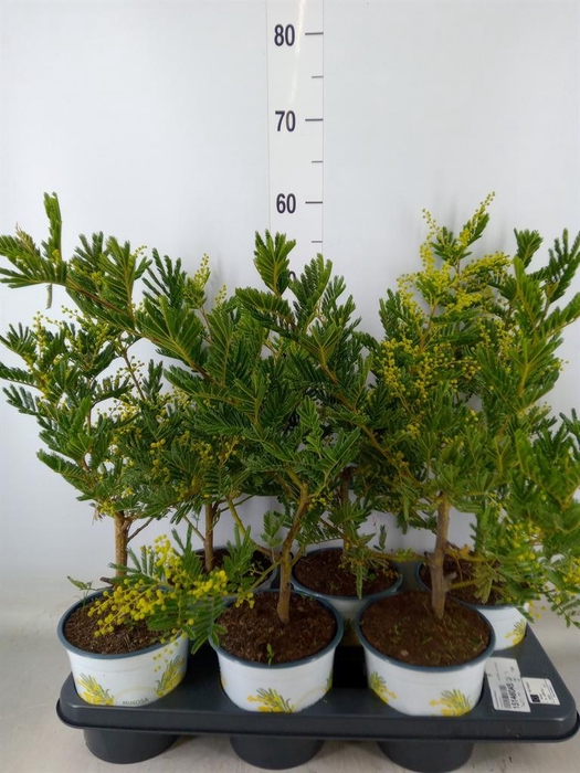 <h4>Acacia paradoxa</h4>