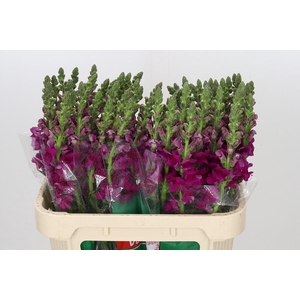 Antirrhinum majus Toulon Purple