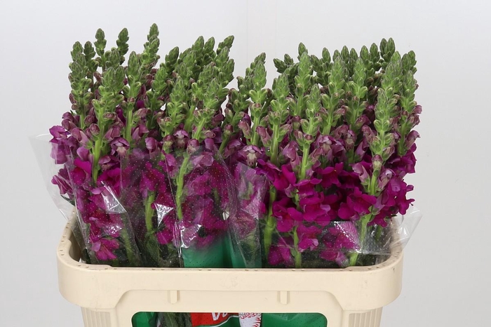 <h4>Antirrhinum majus Toulon Purple</h4>