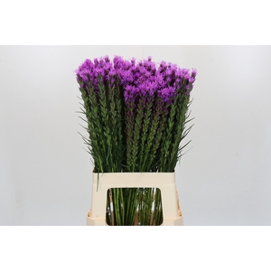 Liatris Spicata