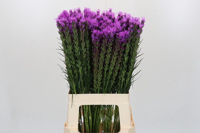Liatris Spicata