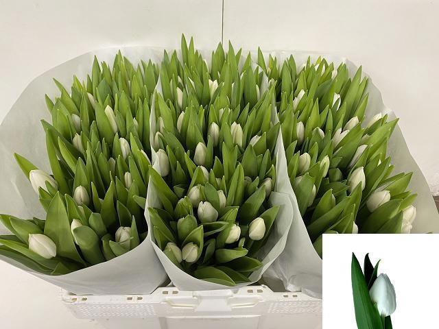 <h4>TU EN ROYAL VIRGIN</h4>