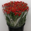 Gomph Gl Rood