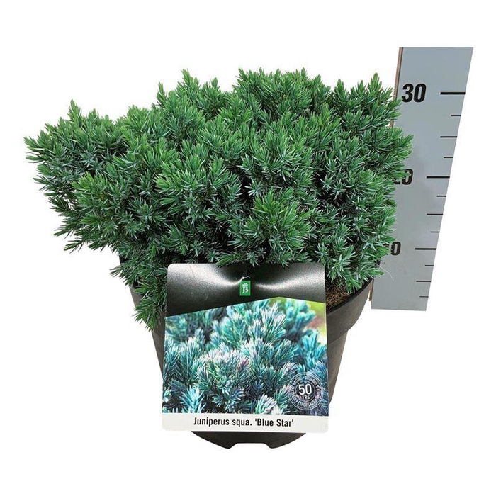 <h4>Juniperus sq. 'Blue Star'</h4>