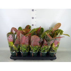 Maranta leuc. 'Fascinator'