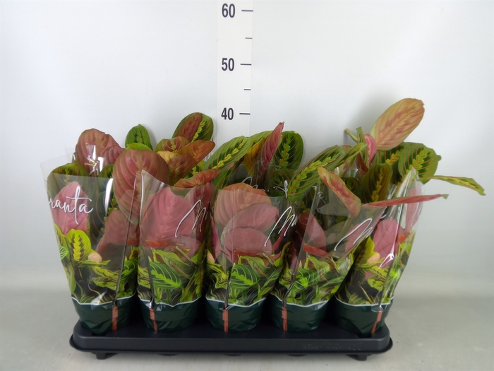 <h4>Maranta leuc. 'Fascinator'</h4>
