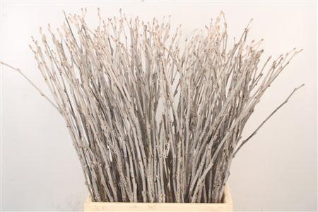 <h4>Populus Alba</h4>