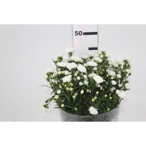 ASTER MARIANA 040 CM