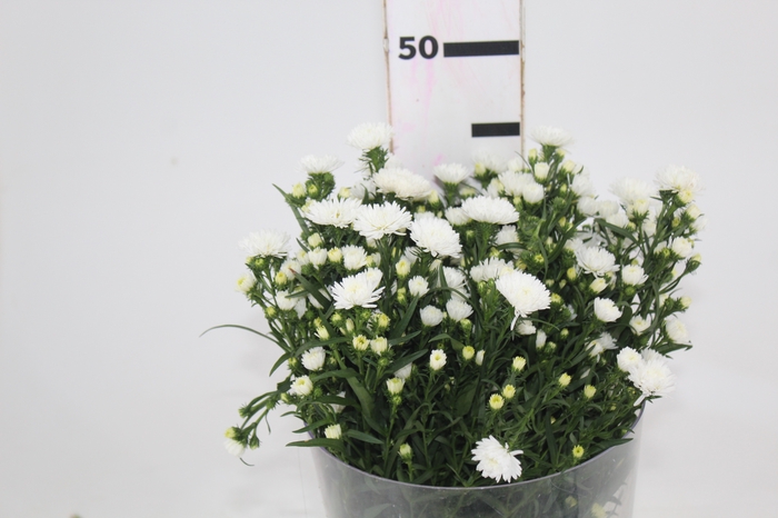 <h4>ASTER MARIANA 040 CM</h4>