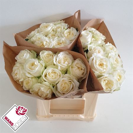 <h4>R Gr Du Lady Lindsey+</h4>