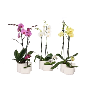 Yin Keramiek Phal Mix 2T+ Tiny Dolls 1T