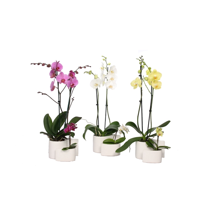 <h4>Yin Keramiek Phal Mix 2T+ Tiny Dolls 1T</h4>