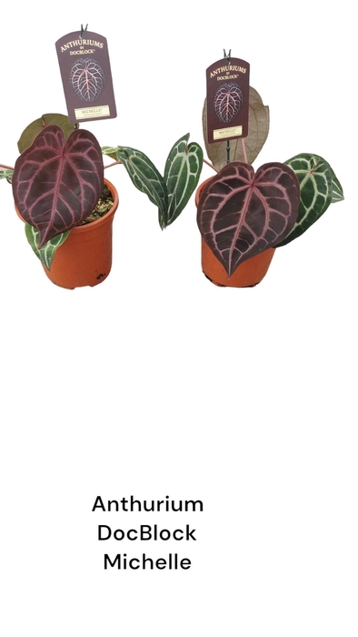 <h4>Anthurium DocBlock Michelle</h4>