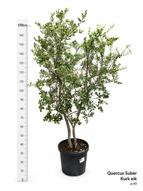 <h4>QUER ILEX</h4>